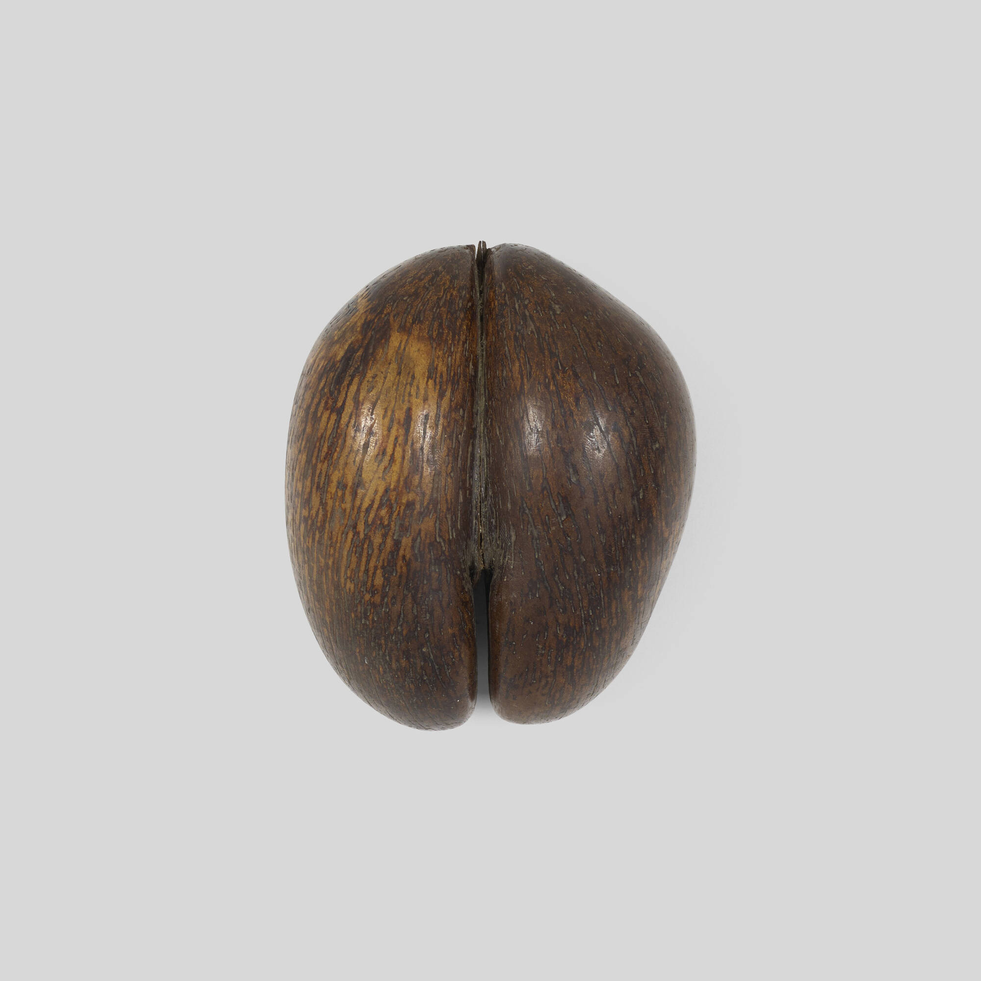 Coco de mer nut | Barnebys
